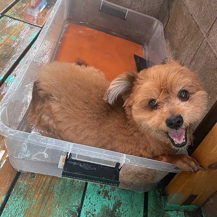 裏のデッキに行ってマイプールで涼み中😅のほくとくん