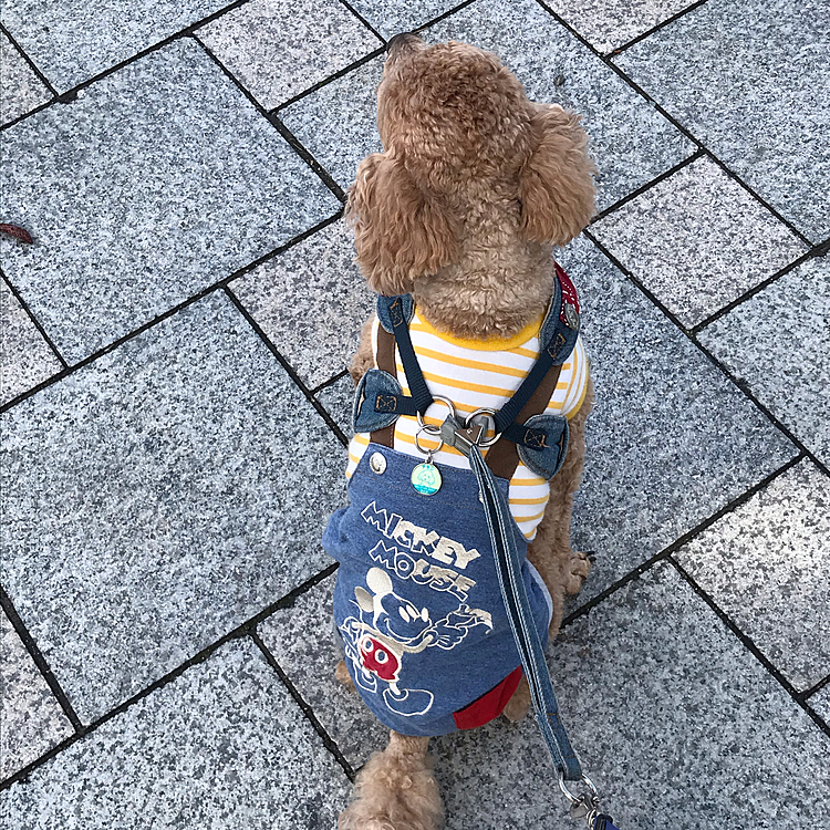 横断歩道ではお座りして、今日も賢くお散歩できました👍
途中トイプちゃんに出会って、逃げまくるアラシ😅ビビリなアラシ🤣仲良くしたいだけなのに⤵️あかんたれです😅