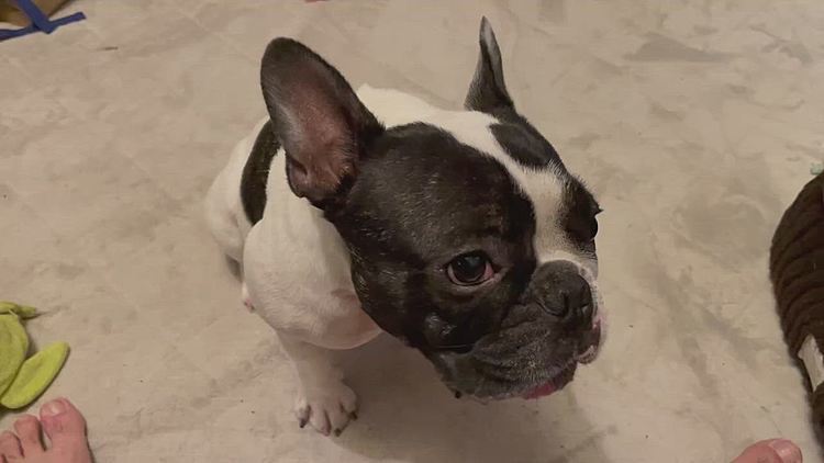 お散歩から帰って🍎でリフレッシュ❣️