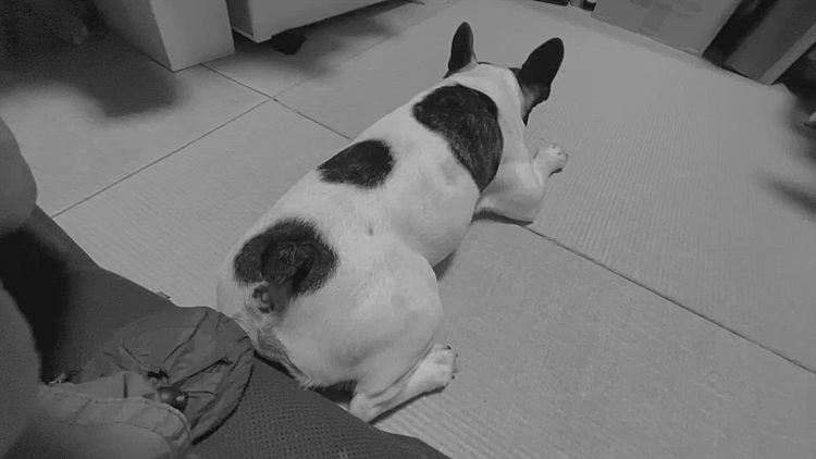 🍎も食べたし、和室でまろまろタイムです😆
昭和風にモノクロで😁