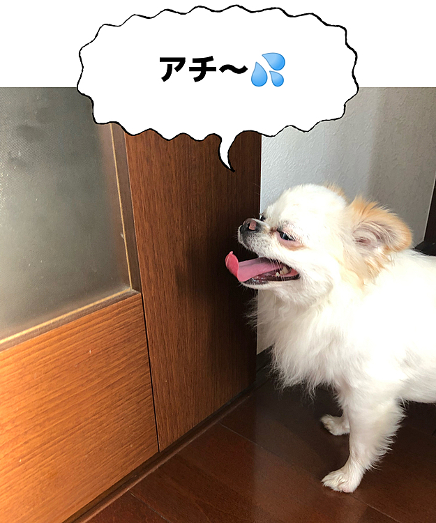 順番バラバラですが、朝んぽから帰った時のポコちゃんです🐶
アチアチだったね🥵💦
ハカハカが止まりません💦