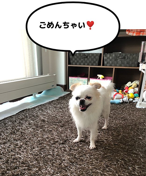 ママがそんなとこ置いといたから悪いのよ〜😅
ちなみにこれは朝んぽから帰ってきてからの写真です🐶
割った直後はもっと申し訳なさそうなお顔してました🤣
写真撮れば良かった💦💦