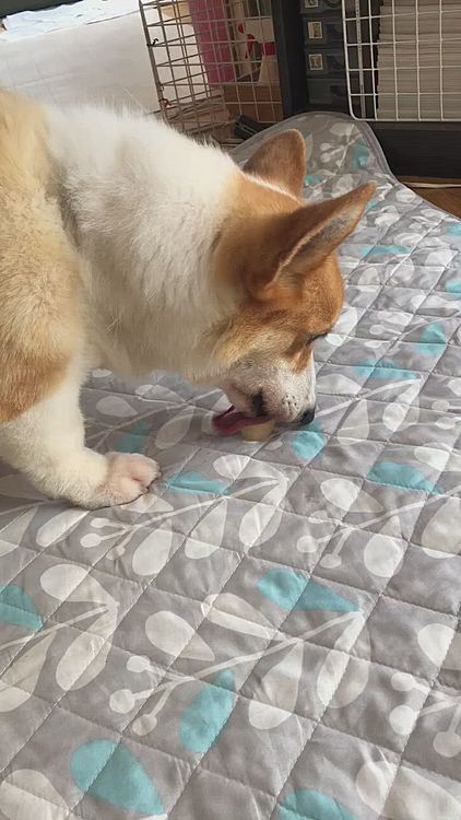 トリミング頑張ってきたからって、シャーベット貰ったよ😃
だから、おかーたん好き❤️って思ってね🤣🤣🤣🤣笑笑