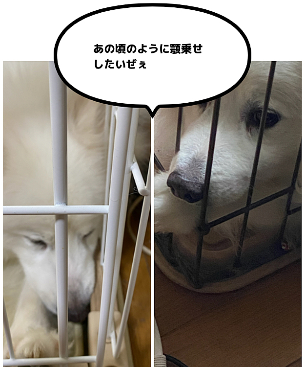 右のようにケージに足を乗せて顎乗せするのが
マイブームだったのだけど新しい物に変えたら
隙間が狭すぎて出来ず隅っこの方に寄せて寝ているミロさん
