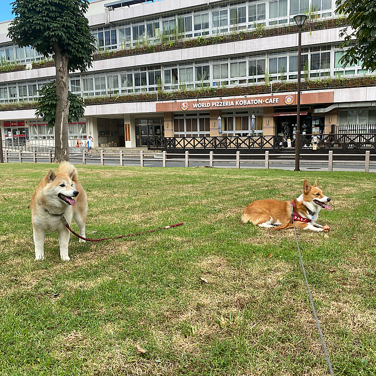 仲良しハナちゃんと一走り。