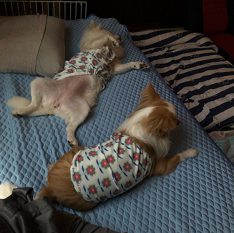 おはようございます☀
今朝は4:30に小春の💩でる舞🎵で起こされました🥱
それから小春がケージ出せ出せアピール💦
で、小雪＆小春にベッド占領されました🤣