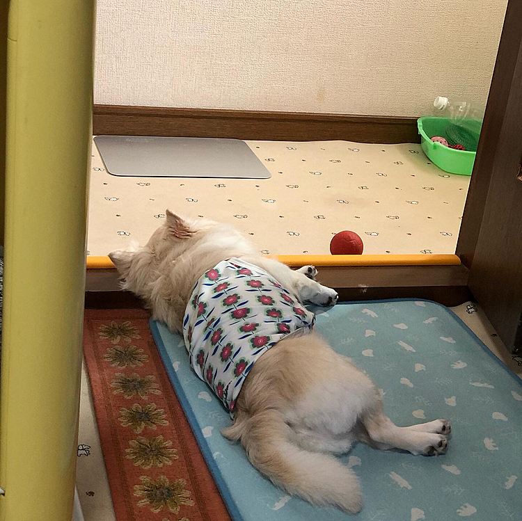 小雪は今朝も元気いっぱいお散歩してきました🎵🐶
早朝はまだ少し曇ってたけど、モワッとしてたね😅
小雪は冷んやりマットで転がってました🐶