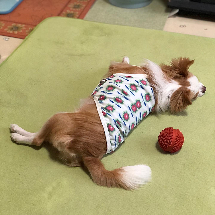 小春は朝からワチャワチャ🎵🐶
一通り遊んだら疲れまちた💤
小雪の真似して❓
転がってみました🤣