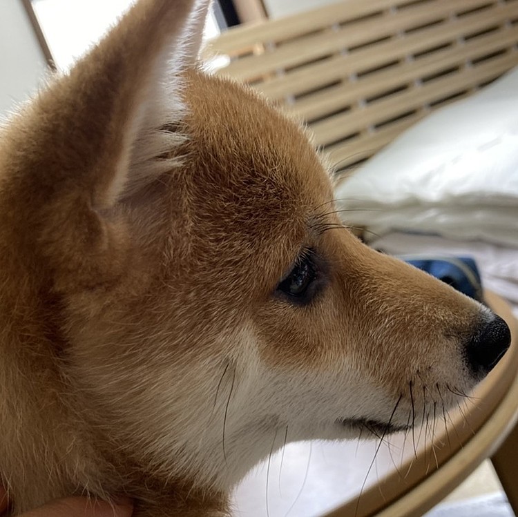 早く🐶🐶🐶
散歩に行きたいなぁ🐾