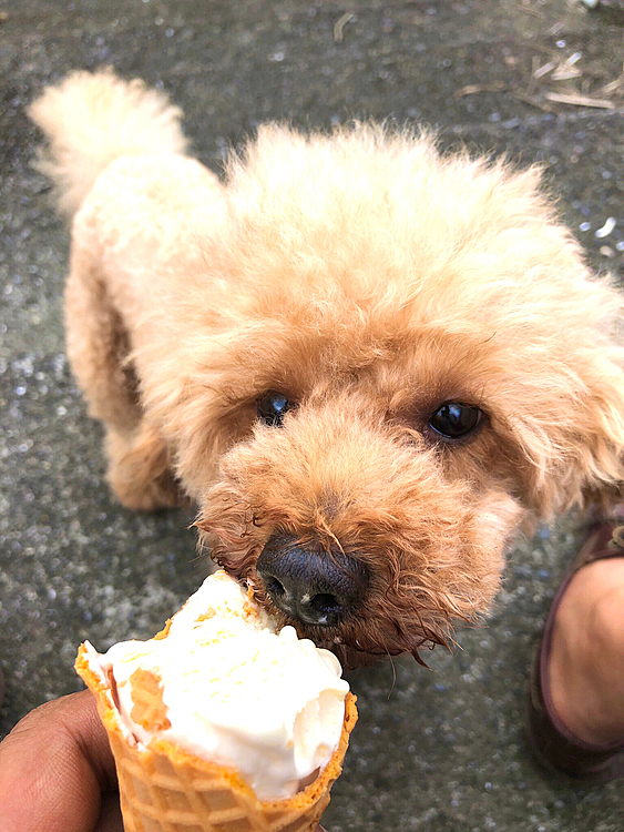 山を下って、アイス買っていつもの河川敷公園近くで休憩🍦