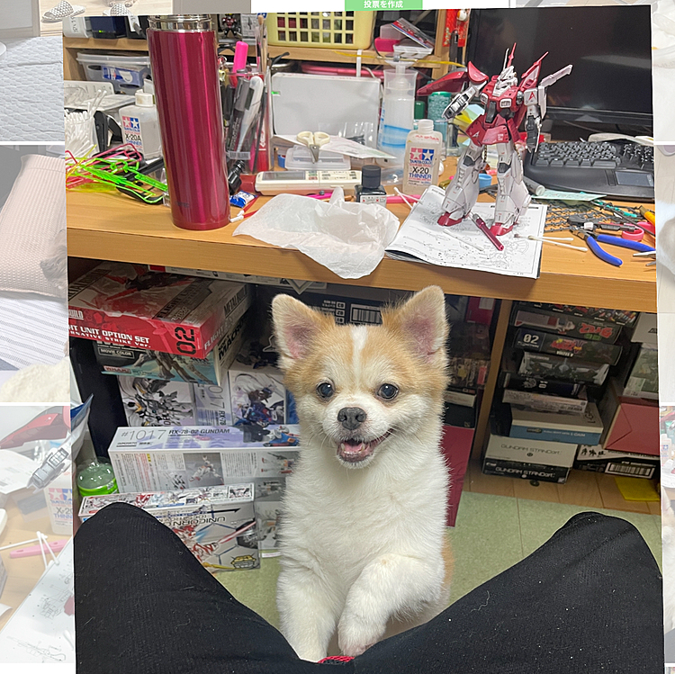 さっきまで寝てたくせ起きたらオヤジの遊びの邪魔しに来ます😅

