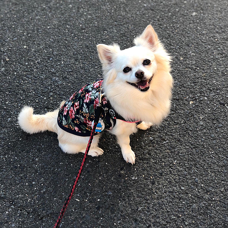 おはようございます☀
朝からお散歩でご機嫌さんな小雪🐶
笑顔が可愛いね〜💕