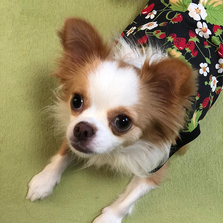 朝っぱらから悪さして怒られた直後の小春🐶
真面目なお顔でやや反省してる❓🤣