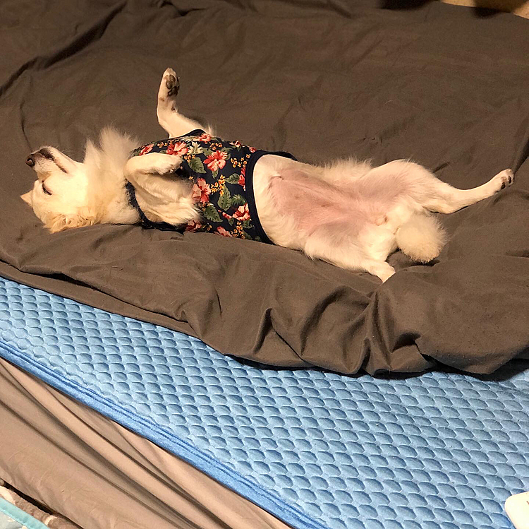 昨夜🌙
小雪よ、めちゃくちゃ(胴が)ロングやなぁ🤣
お腹バリカンしてるのバレバレやん💕