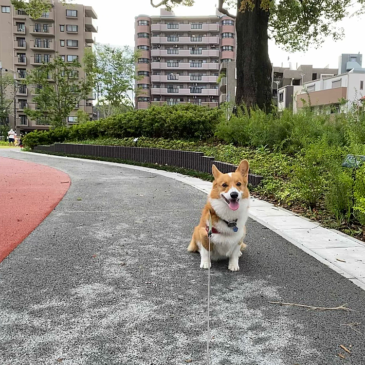 まだ半分ですが綺麗になった常盤公園にて。