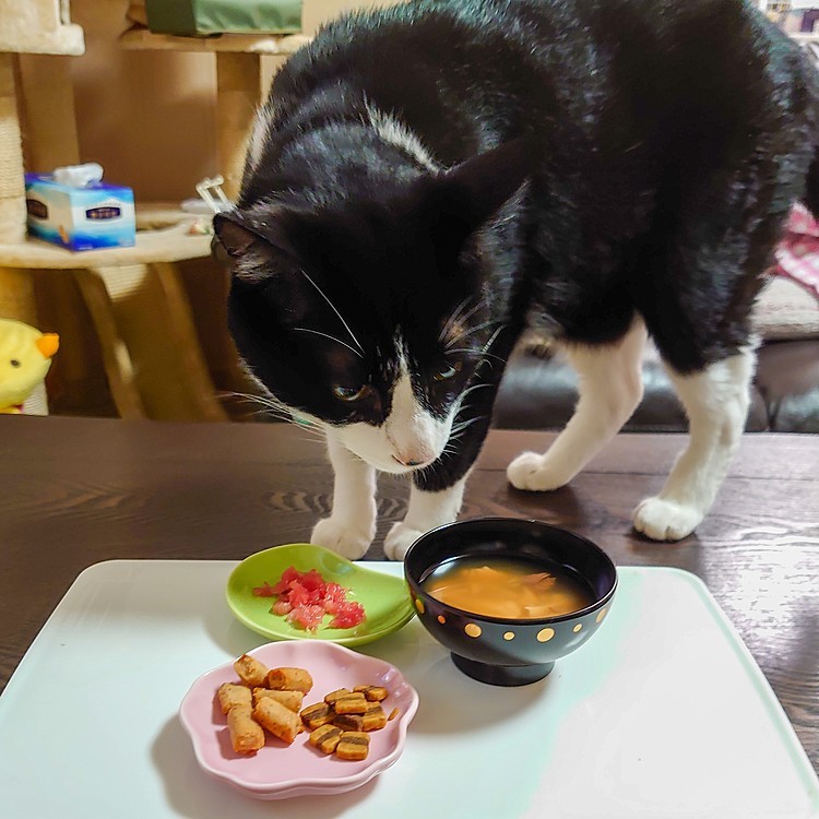 今日は　世界猫の日(=^・^=)
アメくんの　ご飯　いつもとちょっと変えてみました✨😋✨