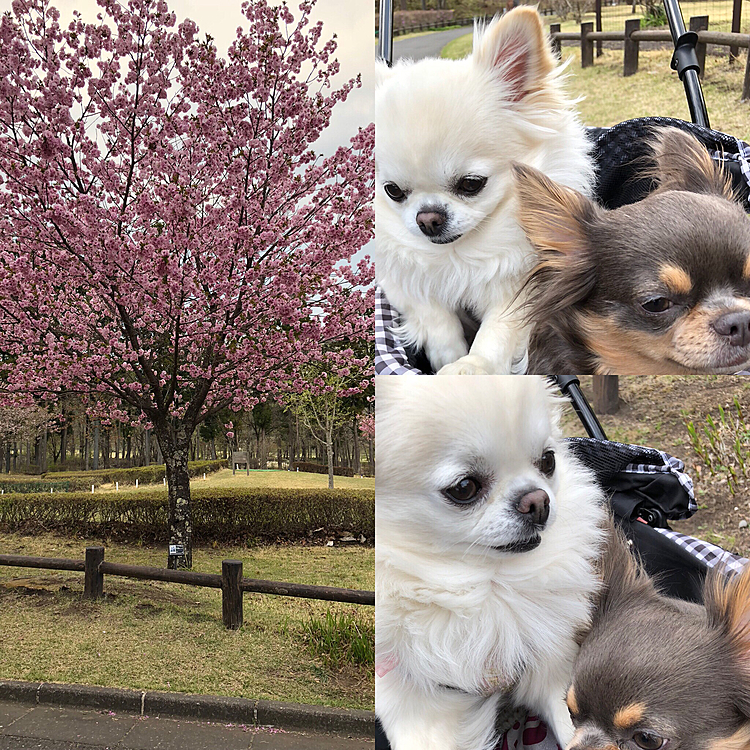 桜が咲いている公園の中を
お散歩中身を乗り出すSnow君
少ししか歩かなかったね。