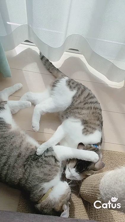 激しいじゃれあい(笑)