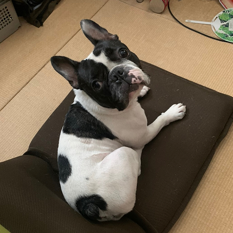 これは、昨日の夕方娘が帰宅した時撮ってキャンプに行ってる私たちに送ってくれたものです。リビングに居ないので和室を覗くと座椅子を独り占めしてたとのことです😆