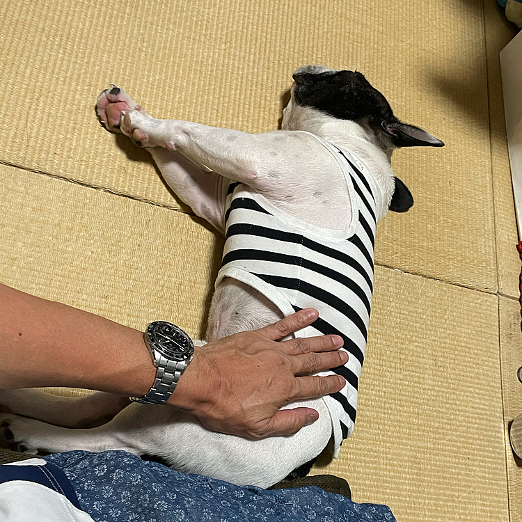 今日は帰ってきてから和室でマッタリでした😁