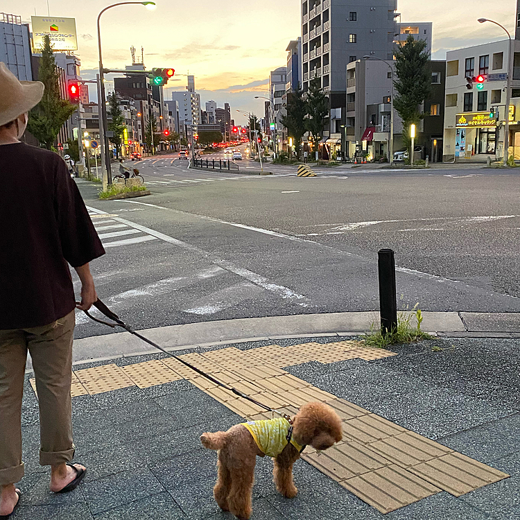 昨日は37.8度の猛暑日でどこも行けず日が暮れ始めてからご近所散歩に行きました🐾