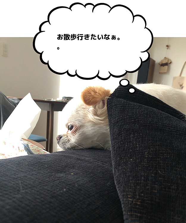 ポコちゃんお散歩いけなくてつまんなそうです🐶⤵️
やっぱりカッパあると便利かなぁ？
買おうかな？🤔

忙しくてなかなか投稿できず💦
皆さんの投稿にもおじゃまできないでいますが少しずつ拝見させて頂きますね💦