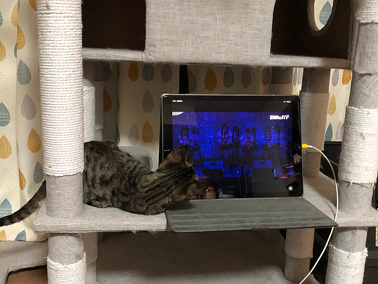 めっちゃ覗き込んでるꉂ(ˊᗜˋ*)
テレビっ子のアオちゃんはiPadでも良いみたいです( ˘ᵕ˘ )