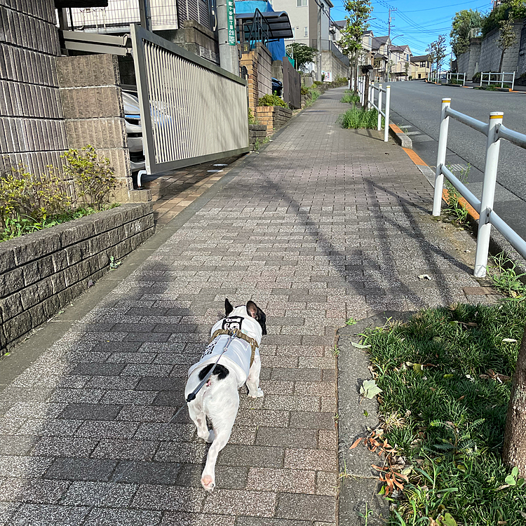 今朝は出遅れて6時半過ぎからのお散歩になりました😅
今日は猛暑になるとのことなので心配しましたが朝は風があって普通にお散歩できました😁