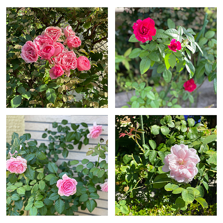 種類によるのでしょうが、この暑さでも薔薇が咲いてます😁