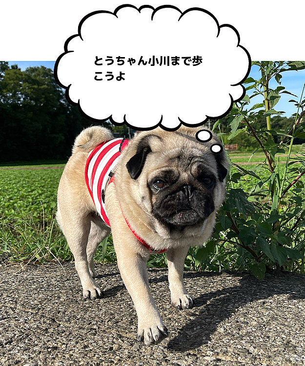 とうちゃん夏休み2日目
気持ちいいお散歩です😊