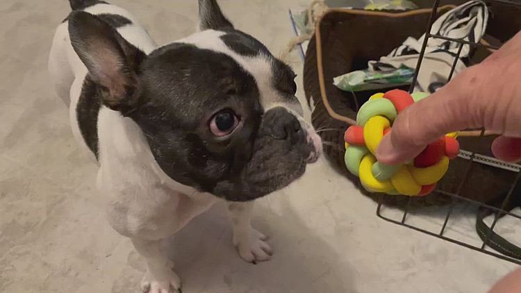 リンちゃんが嬉しそうに遊んでいたボールが我が家にもあるのですが、まろは今ひとつハマらないみたいです😅
