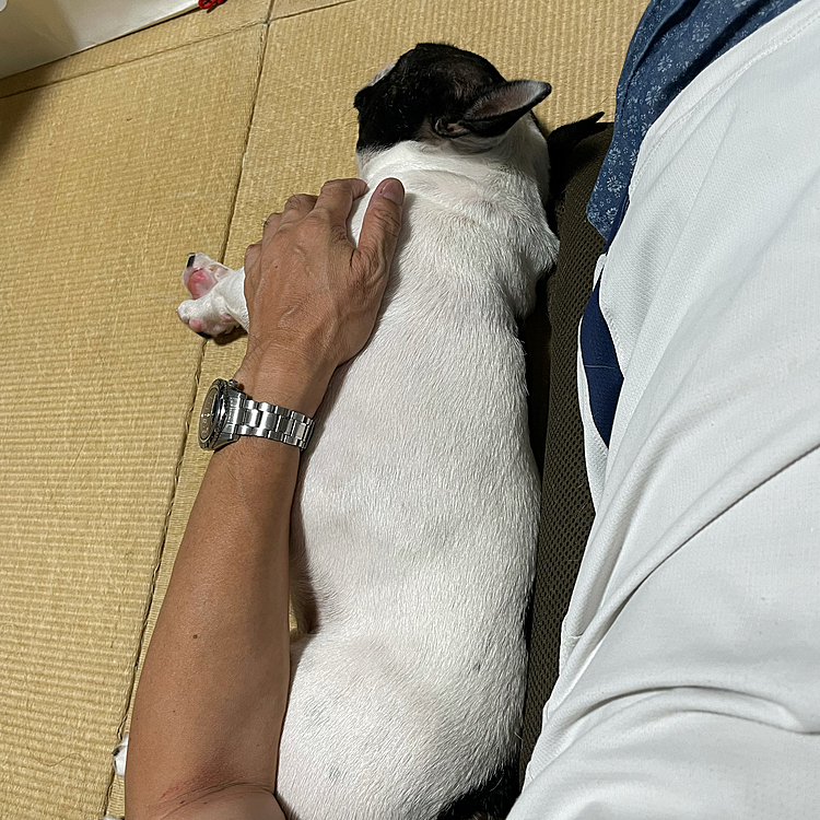 今日は父ちゃんシャンプーしてサラサラで良い匂いになりました😀
薬用シャンプー（マラセブ）でしっかり洗った後、サロンフォードッグスのミネラルシャンプーも使いました😁