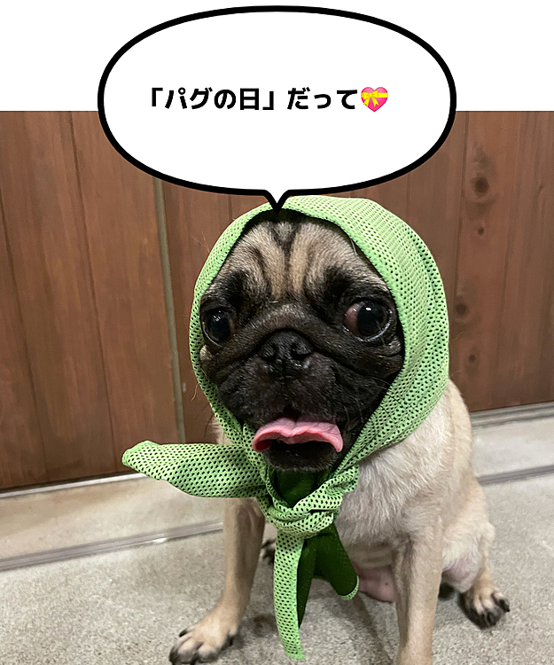 2021/8/11
『89（パグ）の日』記念に2日遅れで投稿です😅
正装のほっかむり、手ぬぐいが見あたらず、冷却タオルです🤣