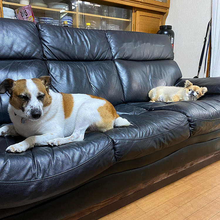 我が家の愛犬タイガー🐯は、朝一プールからでてきてぐったり！息子の愛犬ギズモは、太り過ぎで、暑さにぐったり‼️