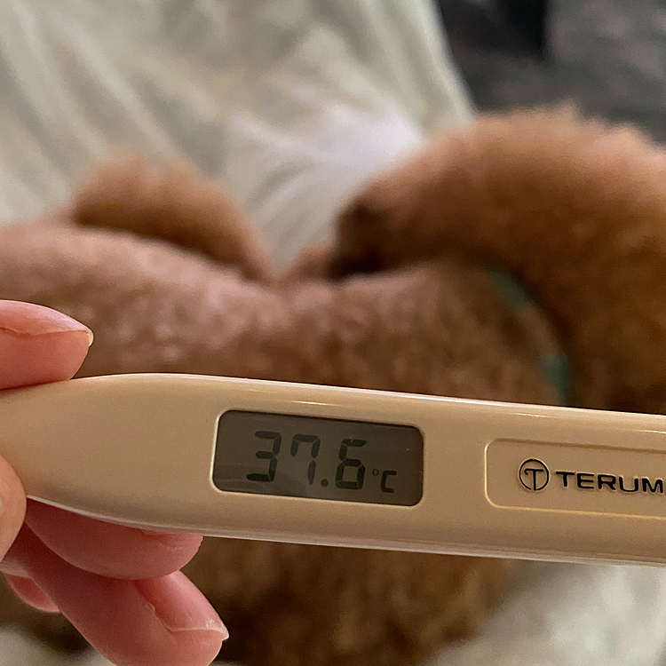 水曜日
明け方4時頃から悪寒がし始めたので枕元に用意しておいたカロナールを飲みました💊
少し楽になったのでパパさんには前日に準備しておいた朝ごはんを食べて貰いお弁当も持たせました🍱
8時頃はまだ37.6度、9時には38.2度10時には39.2度とグングン上がりました🥵