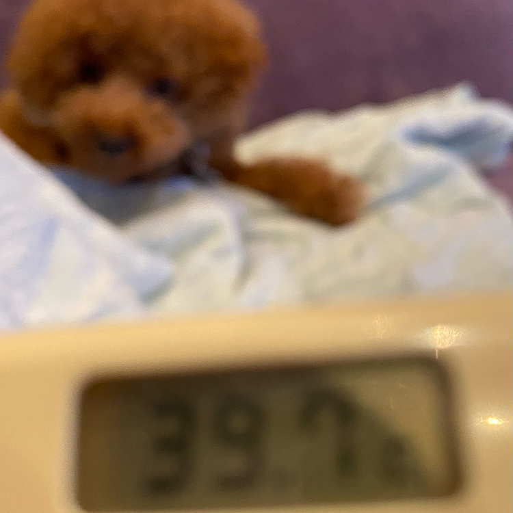 体内に熱が篭っている感じなのでとにかく水分をたくさん摂り熱を放出させました😉
前日に用意しておいたサラダうどんを少し食べてまたカロナール💊
そこからはずっと39度台で夕方には最高で39.7度
でした😓
カロナール効いていないのか、効いてコレなのかは不明ですが19時過ぎまで高熱が続きハッピーのお散歩は行けませんでした🐾

20時頃には38度台22時には37度台になり峠は越えたようでした☺️