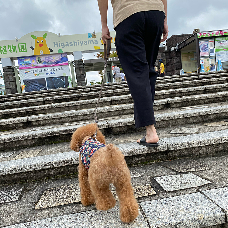木曜日
前日の高熱を心配してか休みを取ったパパさん💦
家事も出来ないので何の役にも立たないんだけどなぁ😅
今日は最高気温28度と涼しいのでスーパーへの買い物がてらお散歩に行きました🐾