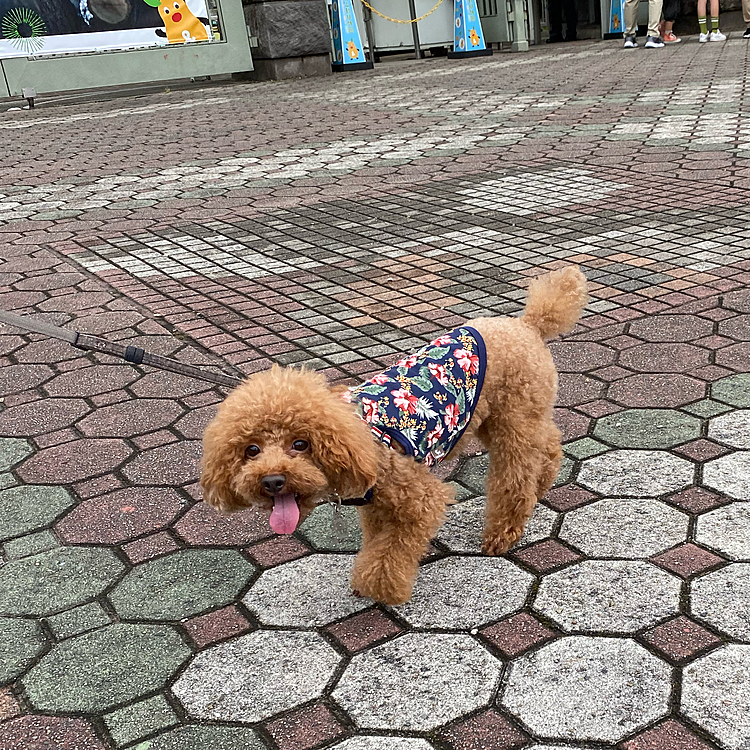 昨日の分と午後から数日継続しての雨予報にしっかりお散歩行きたかったのですが、途中で息が上がり30分ほどのショート散歩になってしまいました😞
熱は無くても倦怠感が少し残っていました💦
これから2回目の接種をされる方の参考になればと思います💉

高熱中は暑いのか寒いのかわからない中ハッピーはずっと寄り添ってくれていました（ずっと寝ていただけですが💦）