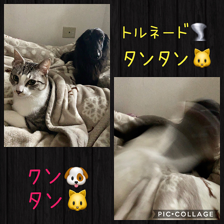 クン🐶タン🐱の日常……。