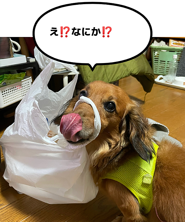 ウチのワンコのイタズラ😂
エスカレートしてちょっと面白い事になってる🤣🤣🤣