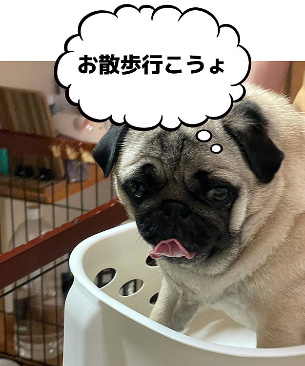 雨で夕さんぽいけません🐶
ママにランドリーラックで遊ばれてます🤣