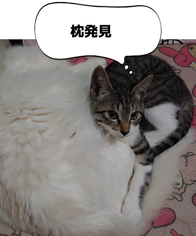 もふもふのお姉ちゃんのお腹を枕に寝るでw