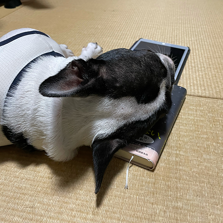 和室で本を読みながらうたた寝して目を覚ますと、まろが私が読んでいた本を枕に寝てました🤣