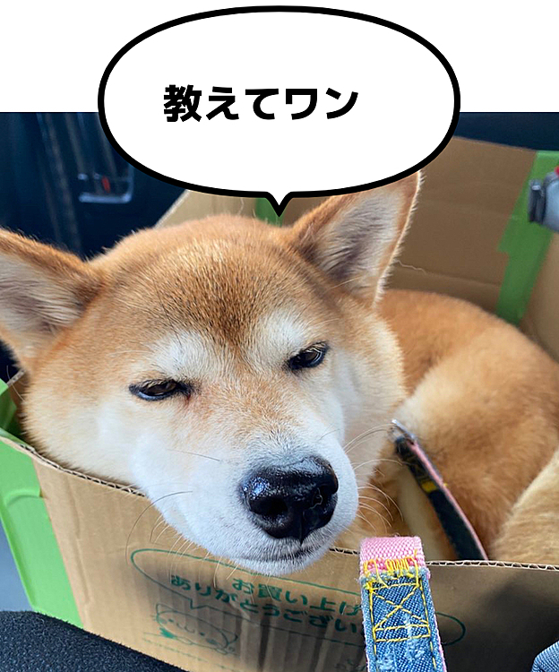 だいぶ、車で酔わなくなりました🚗³₃
ダンボールに入ってるくうさん🐶
何かいい入れ物ありますか？？🙄❓❓