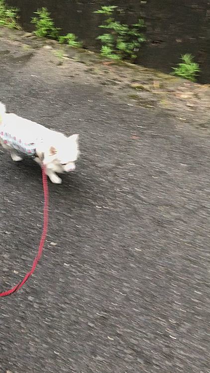 超・低速ノロノロ歩きで🐾🤣