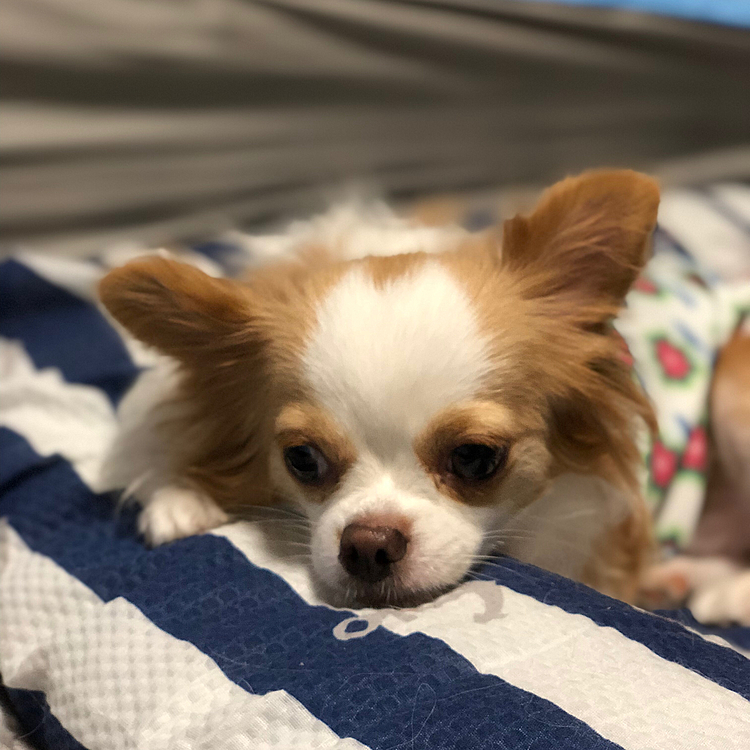 小春はまだ寝ぼけ顔🐶
この後、ボール遊びでワチャワチャ🎵😂