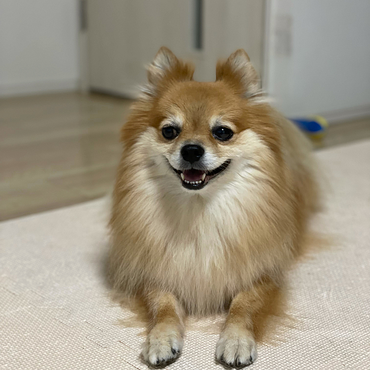 こちらは昨夜の凛。
眠気があるようです😆