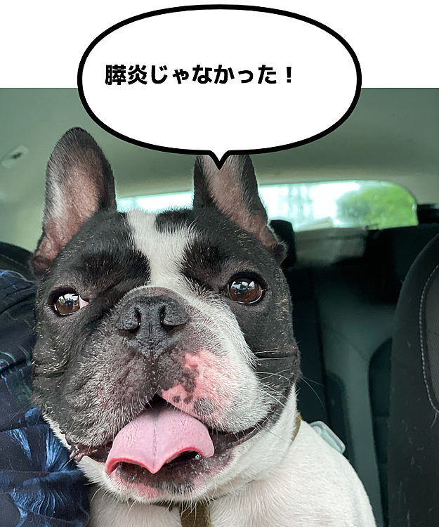 血液検査の結果膵炎は大丈夫でした😌
全部出し切ったのか、腸内にも特に悪い菌はないということで、下痢止め、抗生剤、整腸剤を出してもらって帰ってきました😀