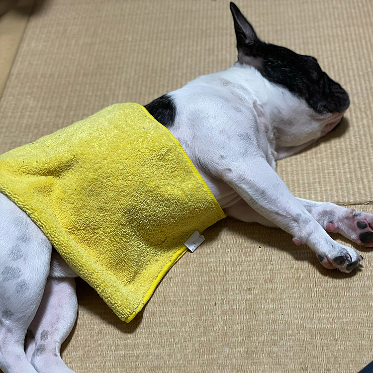 帰ってきて和室でマッタリ。
お腹が冷えない様にタオルをかけて😴