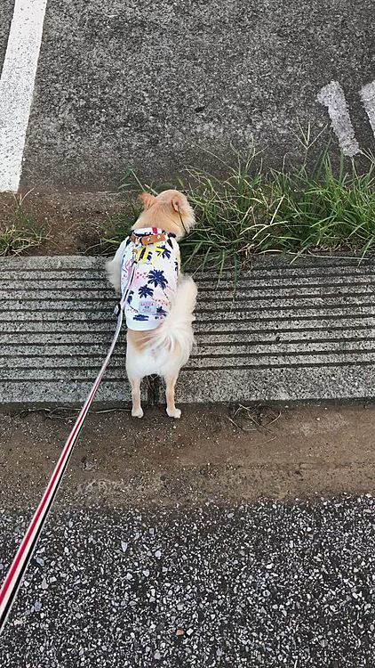 何日か前のお散歩の時の動画です😊
クン活に励んでいました😊
落ち着かない日が続きましたが義母の容体も良くなってきたみたいなので安心しました😊
色々なことがあり8月9日のくうの家族記念日を忘れていました💦大好きなオヤツでも買ってあげようと思います😊